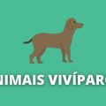 Animais vivíparos, o que são e principais características