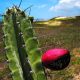 Caatinga: caraterísticas, vegetação, fauna e flora