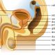 Fimose: o que é, sintomas, tipos e tratamento