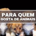 5 profissões mais bem pagas para quem quer trabalhar com animais