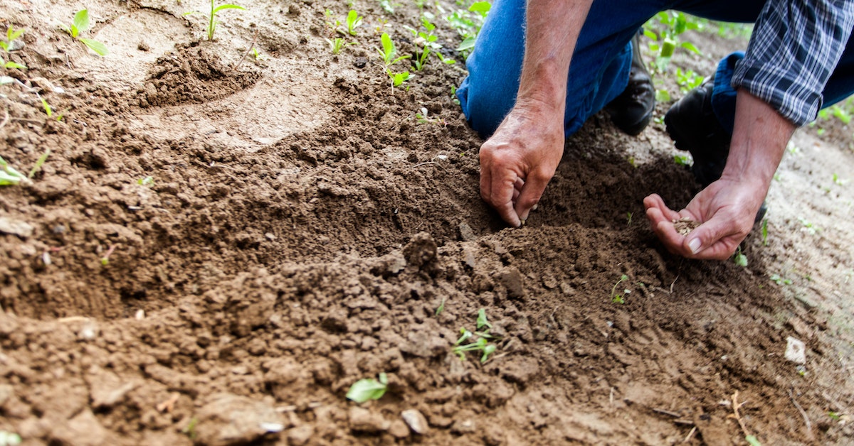 Benefício de R$ 1,2 mil, Garantia Safra, Agricultura