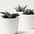 Plantas para ambientes com pouca luz: Conheça 7 espécies que se adaptam bem à sombra