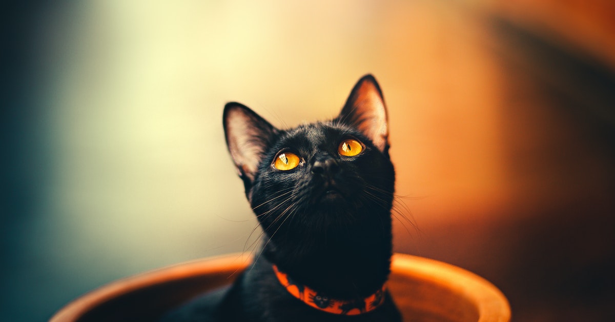 Sexta-feira 13, Gato preto, Superstição