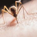 Por que algumas pessoas atraem mais mosquitos? A Ciência explica