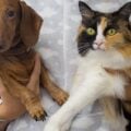 9 raças de gatos que se dão bem com cachorros