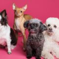 Pets: veja os 30 nomes mais criativos para colocar no seu cachorro