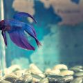 Mitos e verdades: 10 curiosidades sobre o peixe betta