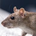 Acabe com os ratos: conheça os 5 ingredientes que espantam esses animais