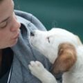 9 sinais indiscutíveis de que seu Cachorro te Ama Profundamente