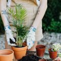 15 plantas que amam sombra e são boas para criar dentro de casa