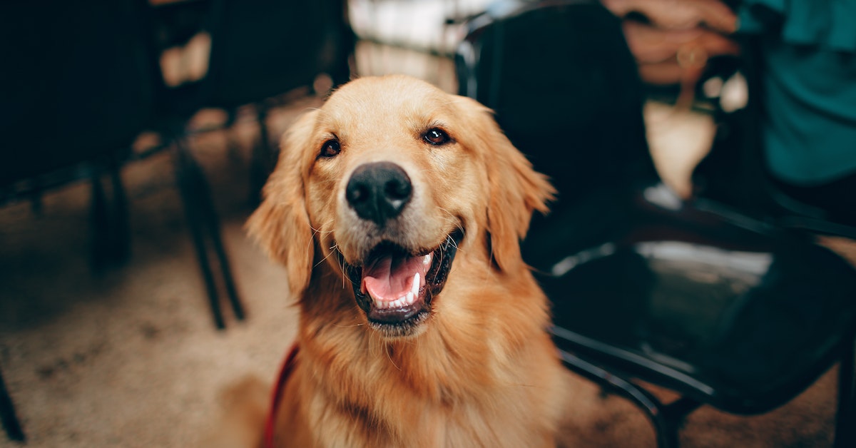 As doenças mais comuns em 10 raças de cachorro