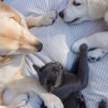 5 alimentos que cachorros e gatos não podem comer de forma alguma