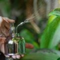 Como cuidar do seu quintal: 7 benefícios de pulverizar plantas