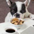 Cuidado: confira 15 alimentos SUPER tóxicos para cachorros