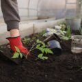 Cuidado com as plantas: veja como fazer adubo caseiro