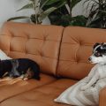 Tem cachorro em casa? Cuidado com estas 10 plantas venenosas