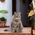 Cuidado: estas 10 plantas são venenosas para gatos