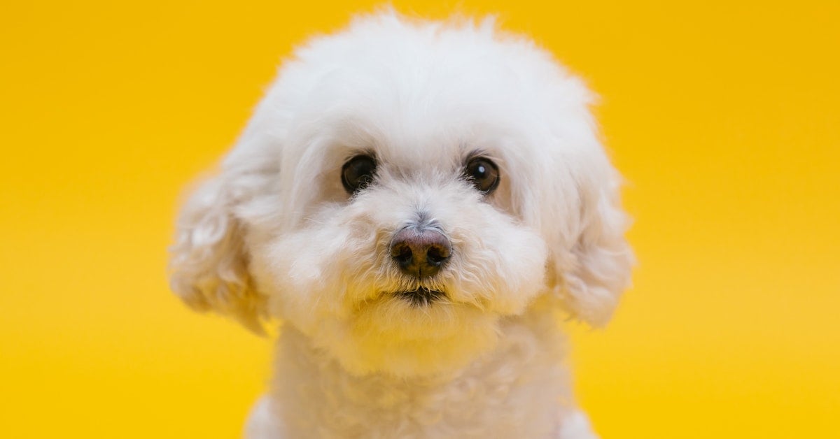 raças de cachorros dóceis cachorro dócil e fácil de cuidar cachorro mais dócil do mundo cachorros dóceis e inteligentes cachorros dóceis pequenos raça de cachorro dócil para apartamento raça de cachorro calmo e pequeno raças de companhia cachorros dóceis porte grande