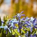 Saiba como as orquídeas podem melhorar a qualidade do ar em sua casa