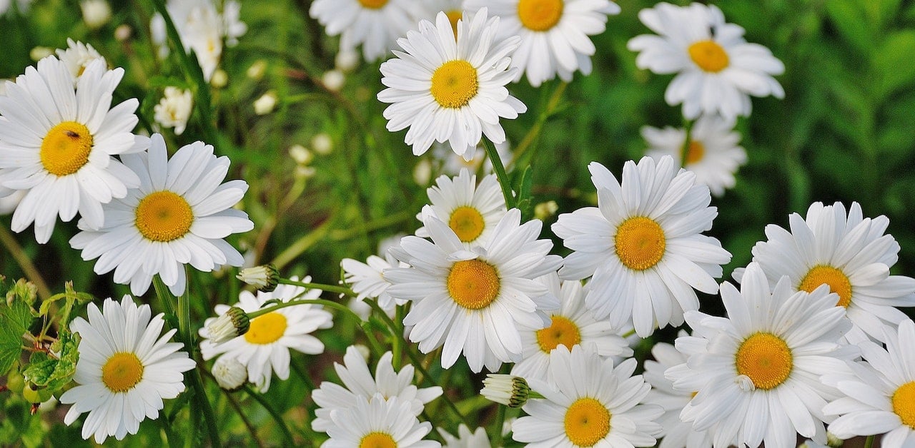 O que é flor de aniversário, qual é a flor do meu nascimento, o significado da flor do mês de aniversário, qual é a sua flor de aniversário.