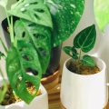 Fácil de cuidar: 10 plantas que precisam de pouca água