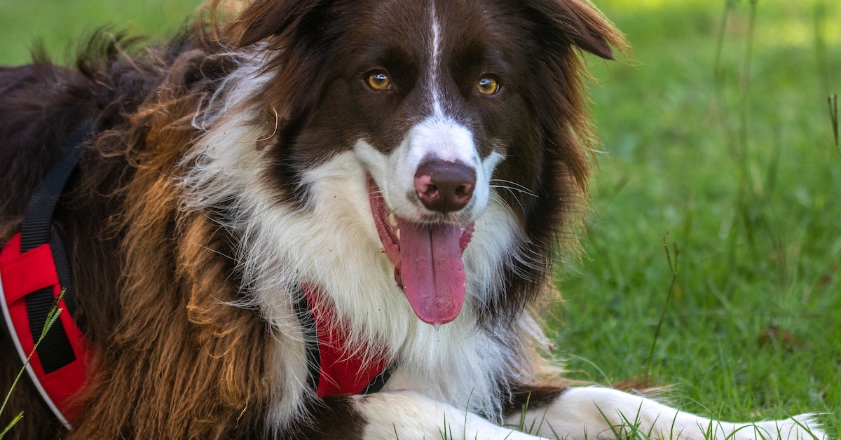 Border Collie, o cachorro mais inteligente do mundo