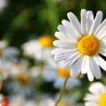 13 flores brancas para trazer paz e beleza para a sua casa
