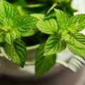 Horta em apartamento: 5 ervas e temperos para cultivar