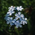 Estas 15 flores só desabrocham à noite