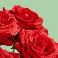 13 flores que significam amor para presentear alguém