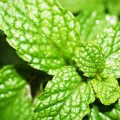 Menta ou hortelã: qual é a diferença entre essas plantas?