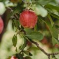 11 pequenas árvores frutíferas para ter no quintal de casa