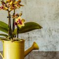 Feng Shui: 9 plantas para ter na cozinha e atrair boa sorte