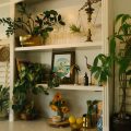 5 plantas que você não deveria ter na sua casa