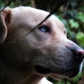 Extintas: 9 raças de cachorro que não existem mais