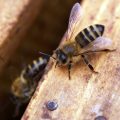 Se for atacado por abelhas, NÃO pule na água; entenda por quê