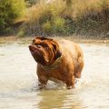 Descubra por que os cachorros ficam agitados depois de tomar banho