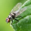 A planta que as Moscas odeiam: Tenha agora em sua Janela!