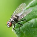 Cravo e Limão espantam Moscas? Descubra 5 repelentes naturais