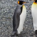 Você sabia que pinguins fazem pedido de casamento com pedras?