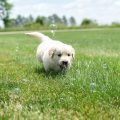 Por que cachorros comem grama de vez em quando?