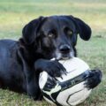 Descubra 7 sinais de que seu cachorro te ama muito
