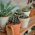 Plantas “gritam” quando estão estressadas, de acordo com estudo