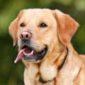 As 6 melhores raças de cachorro para quem mora Sozinho