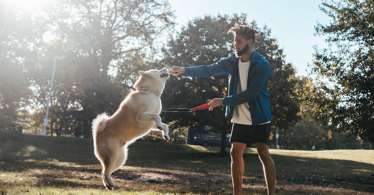 Derreta-se com os animais de estimação mais fofos do mundo