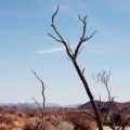 Calor extremo pode tornar partes da Terra inabitáveis, aponta estudo