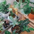 Gostam de ser ignoradas: 7 plantas que exigem poucos cuidados