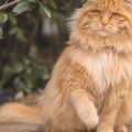 As 9 raças de gatos mais gigantes do mundo