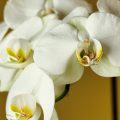 10 flores lindas e fáceis de cultivar em casa