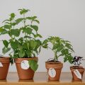 9 plantas medicinais para ter em sua casa